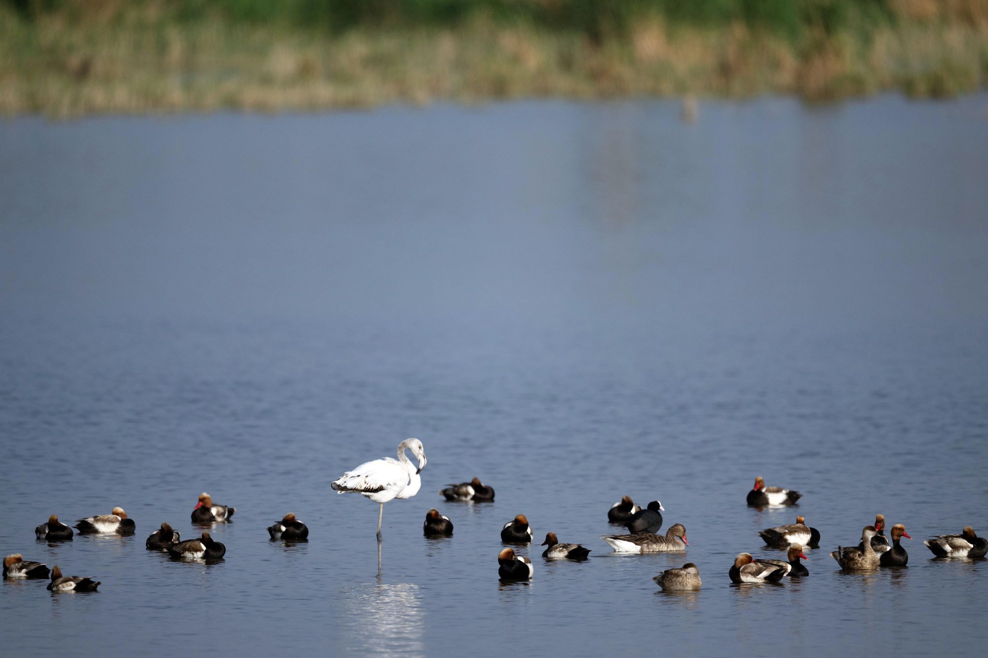 A greater flamingo is seen in Ulan Suhai Lake in Urad Qianqi, north China